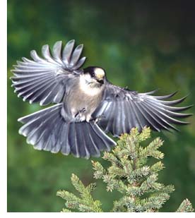 Gray Jay