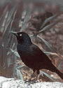 Grackle