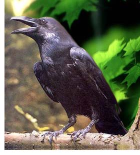 American Crow