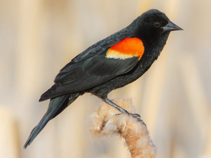 Agelaius Phoeniceus - Red-winged Blackbird