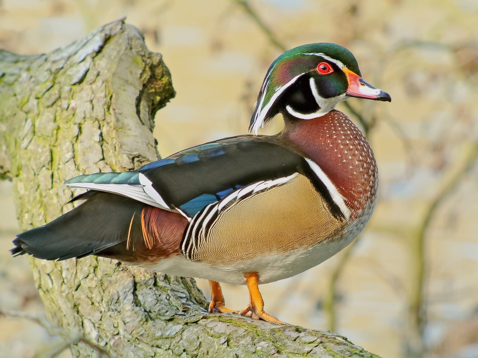 Aix Sponsa Wood Duck