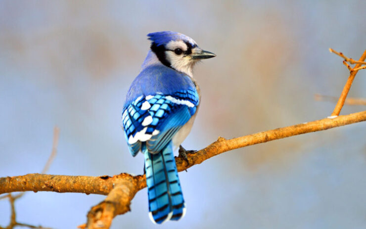 Blue Jay