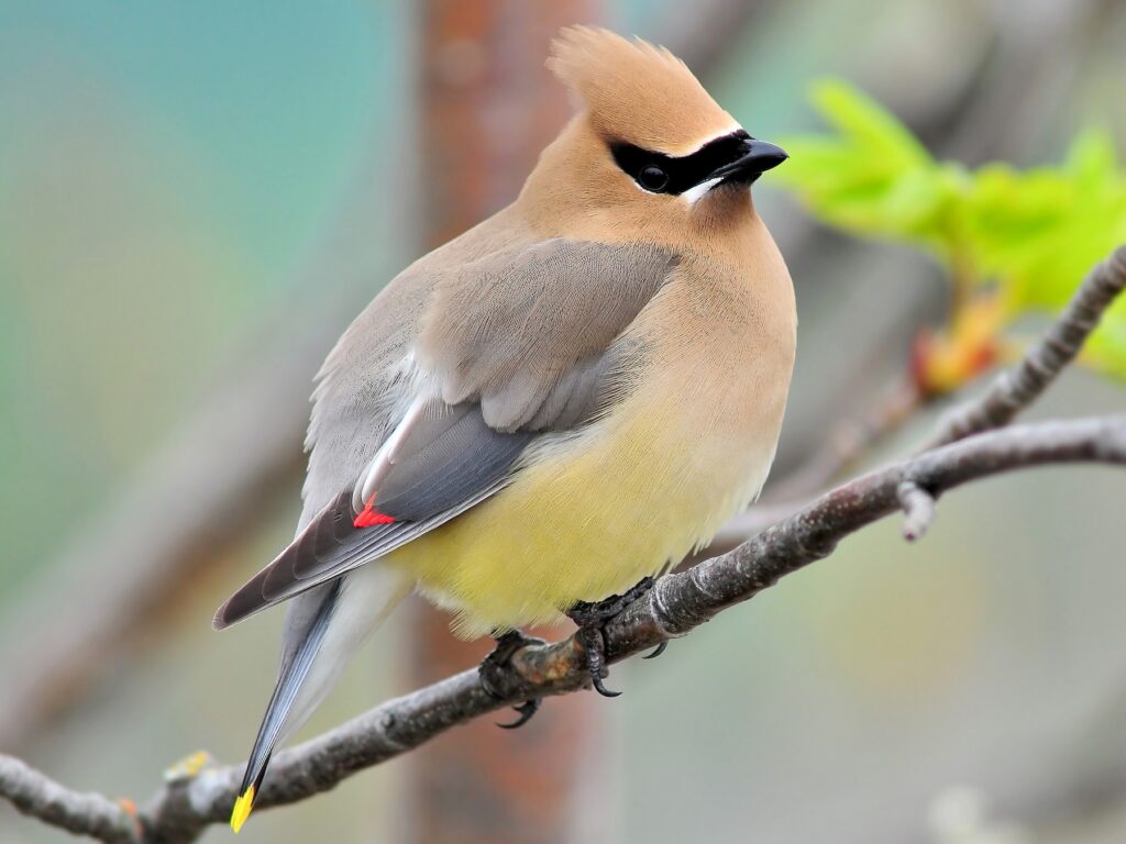 Bombycilla Cedrorum - Cedar Waxwing