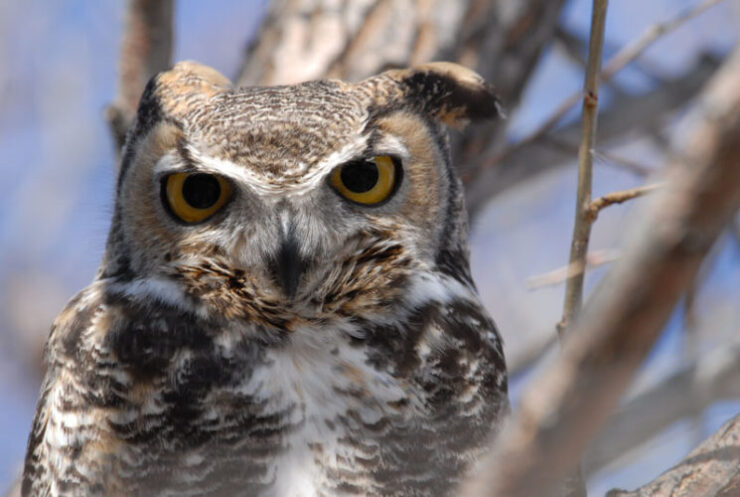 Bubo Virginianus - Great Horned Owl