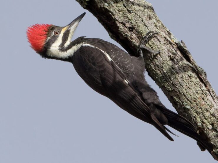 Dryocopus Pileatus - Pileated Woodpecker