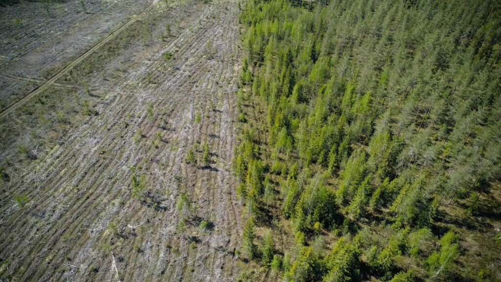 Finland forest regeneration