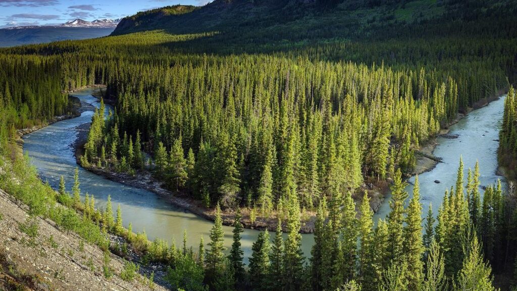 What Is The Taiga Biome? Discover Animals & Plants Of The Boreal Forest