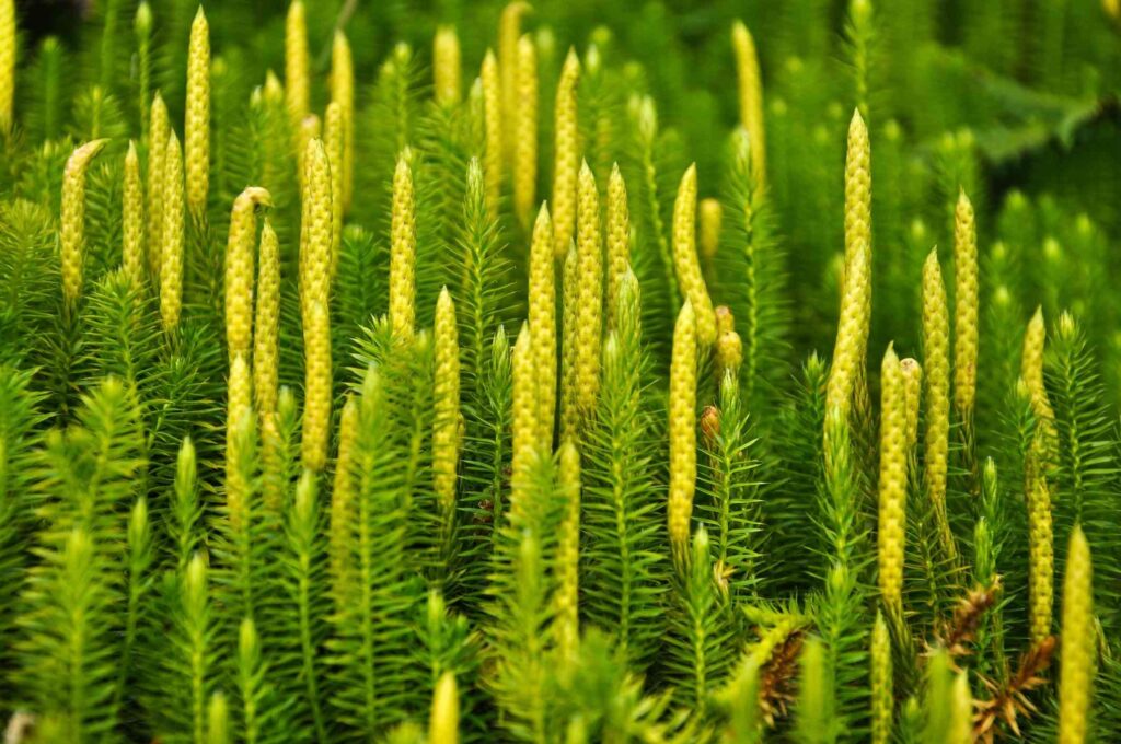 Major plant species