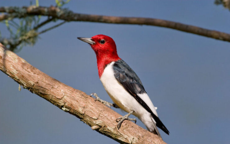 Melanerpes Erythrocephalus - Red-headed Woodpecker