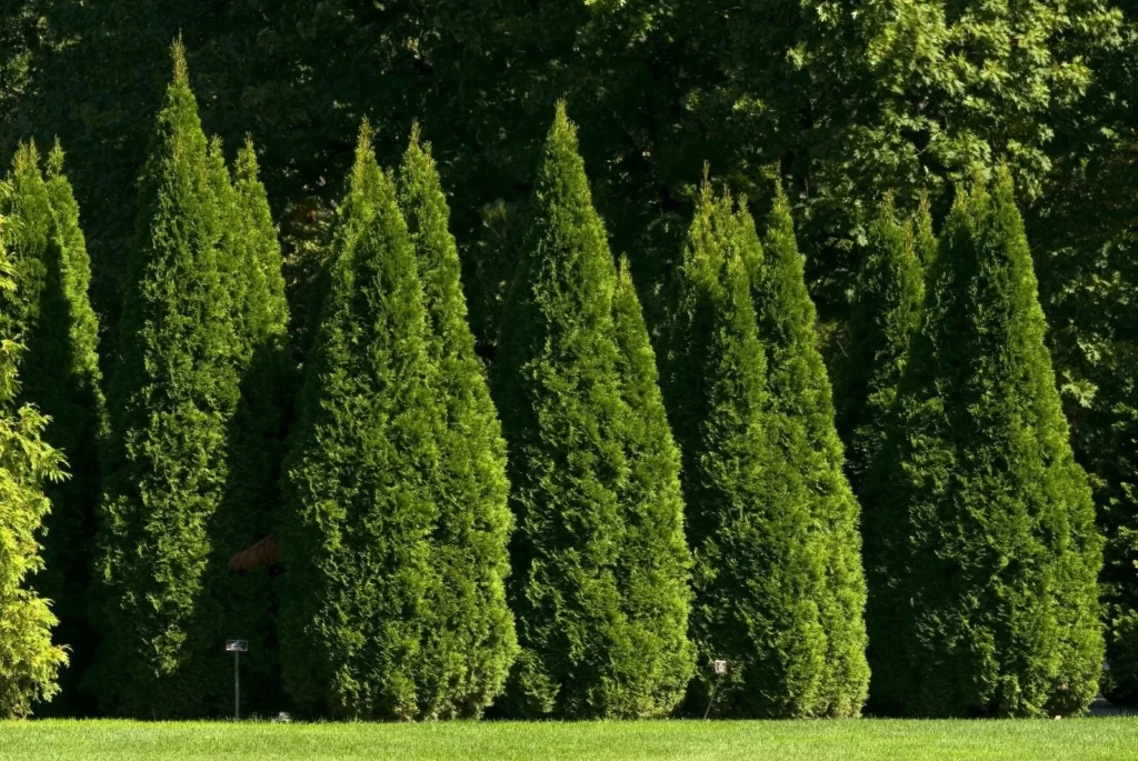 Thuja occidentalis Eastern White Cedar