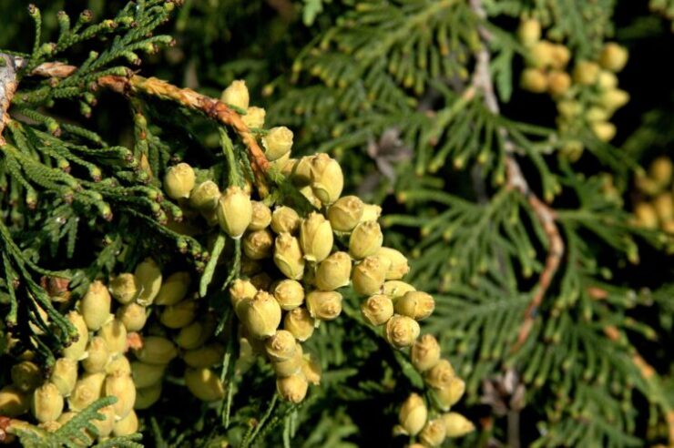 Thuja occidentalis