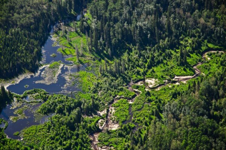 Boreal Forest (Taiga) Biome Plants Animals