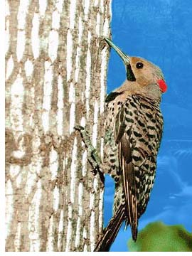 Northern Flicker