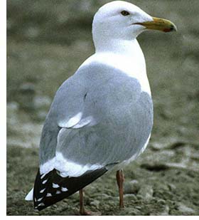 Herring Gull