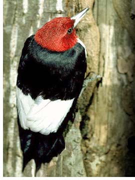 Red-headed Woodpecker