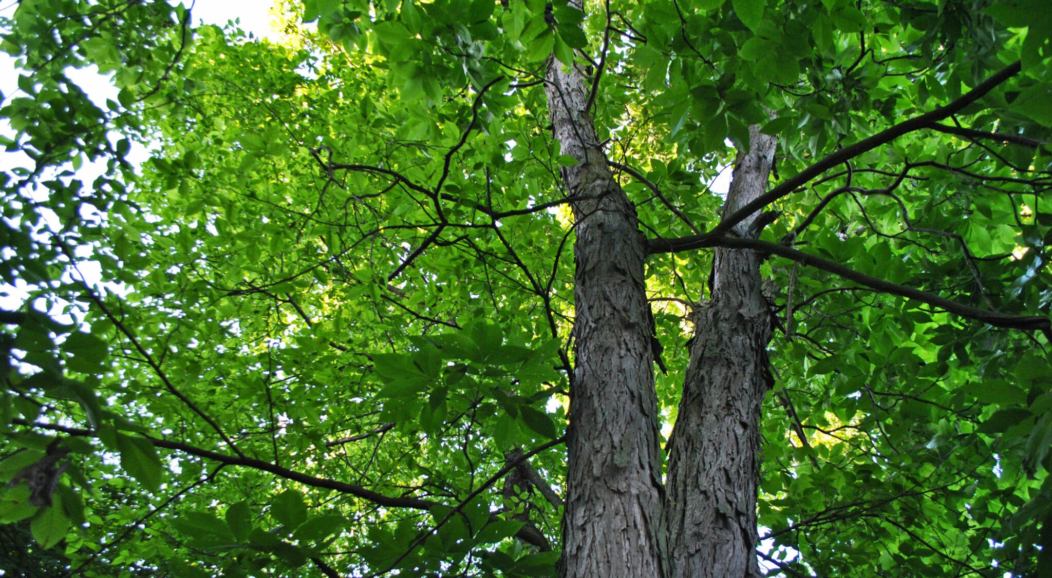 Species Of Trees In Ontario