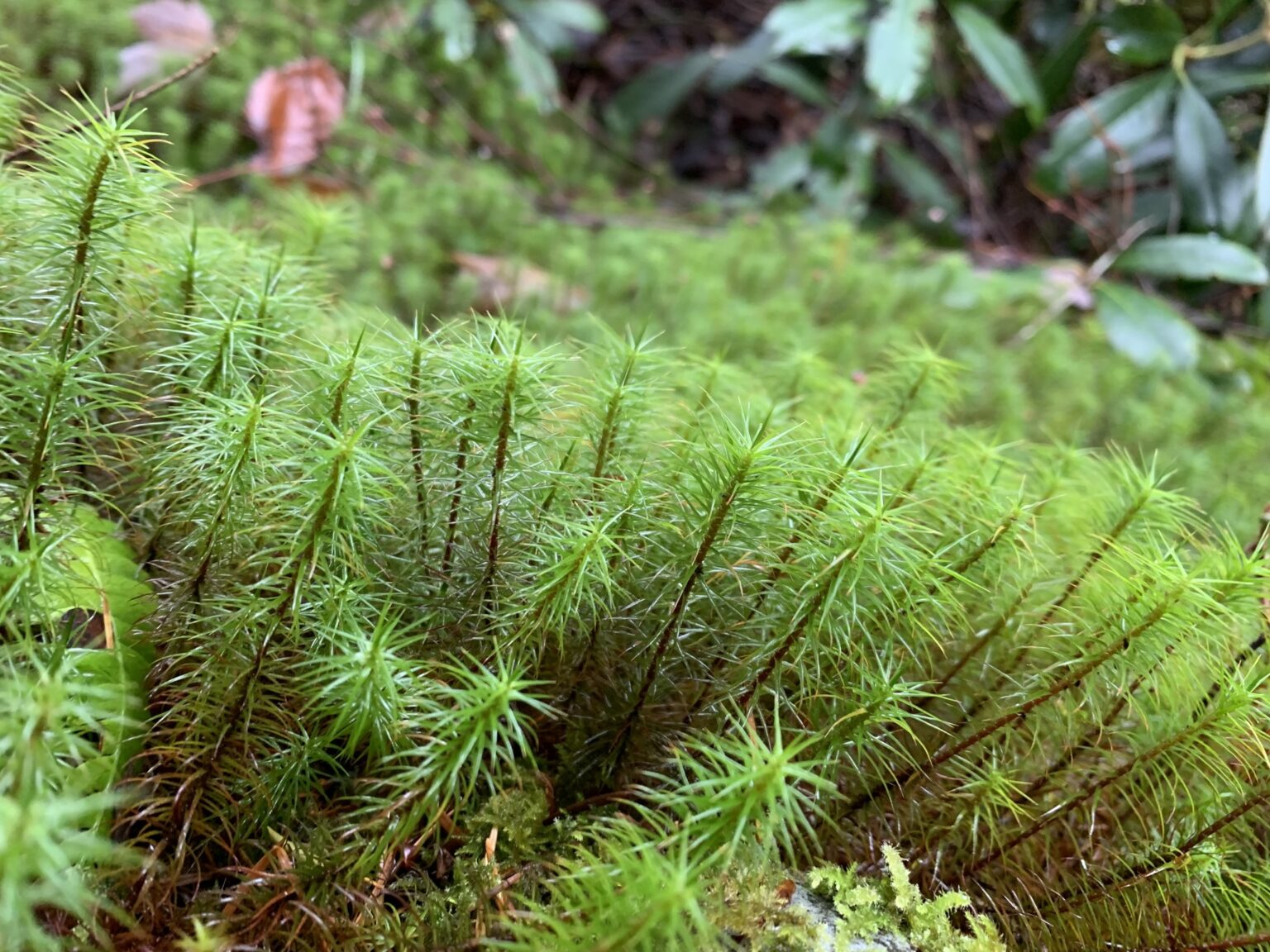 Hair Cap Mosses Boreal Forest