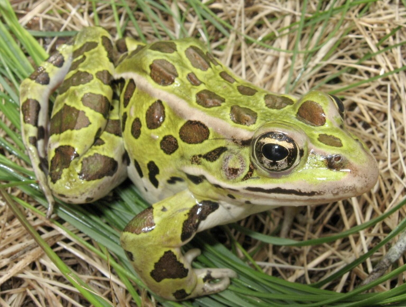 Northern Leopard Frog Boreal Forest