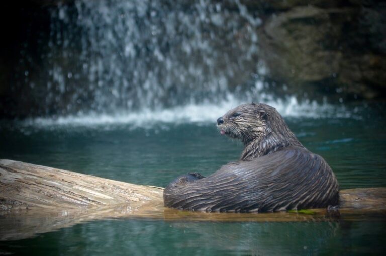 Northern River Otter - Boreal Forest