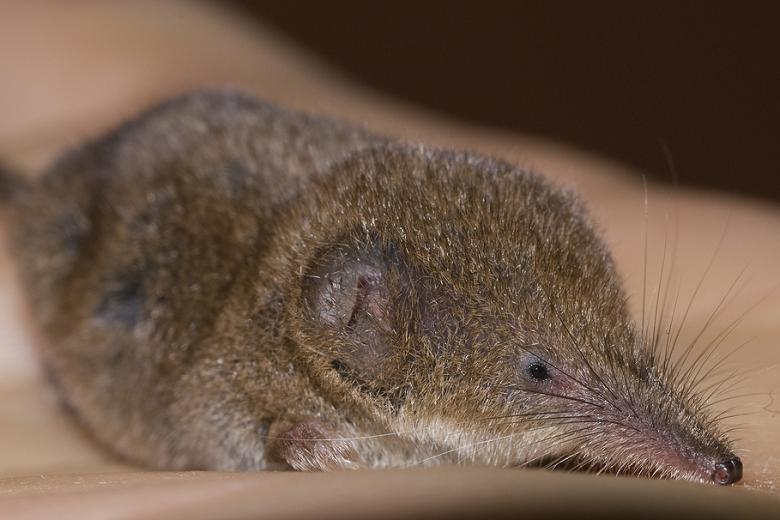 Pygmy Shrew Sorex Hoyi Boreal Forest