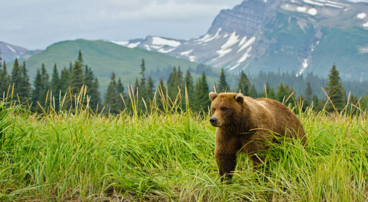 Brown Bear - “Grizzly” - Boreal Forest