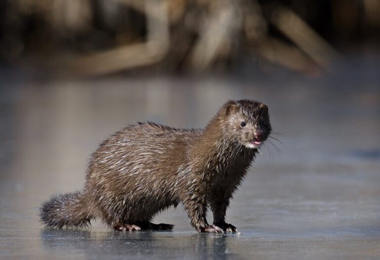 mink-mustela-vison-boreal-forest