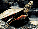 Painted Turtle