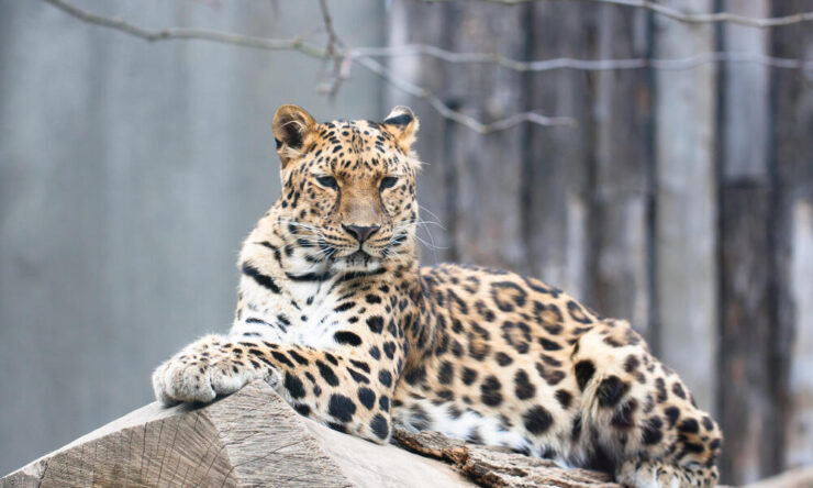 Amur Leopard - Panthera Pardus Orientalis - Boreal Forest