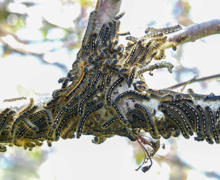 Forest Tent Caterpillar Malacosoma Disstria Boreal Forest