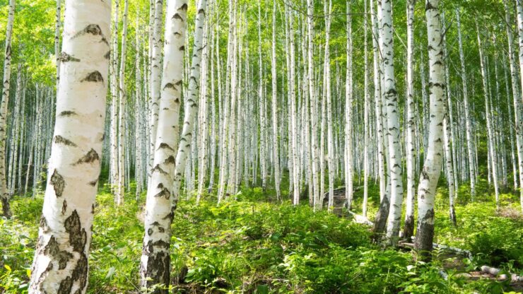 Birch, Paper - Betula papyrifera