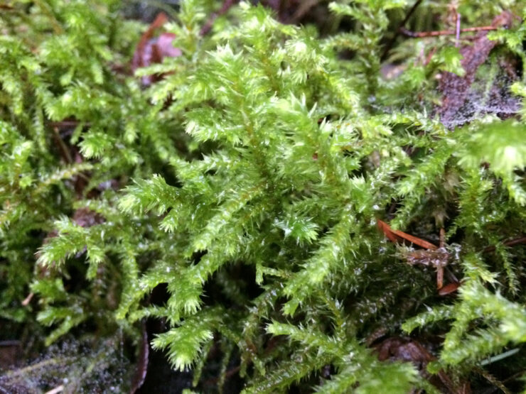 Shaggy Moss "Electrified Cat's Tail Moss" Boreal Forest