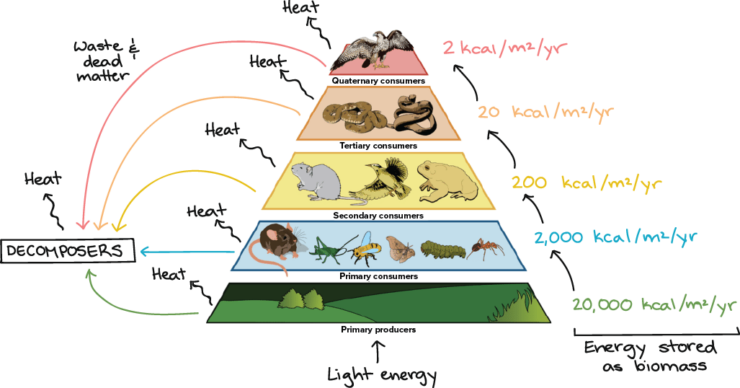 Taiga Food Web: Interconnected Relationships between Flora and Fauna