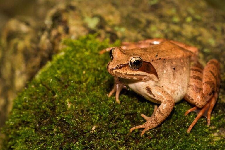 Wood Frog Rana Sylvatica Boreal Forest
