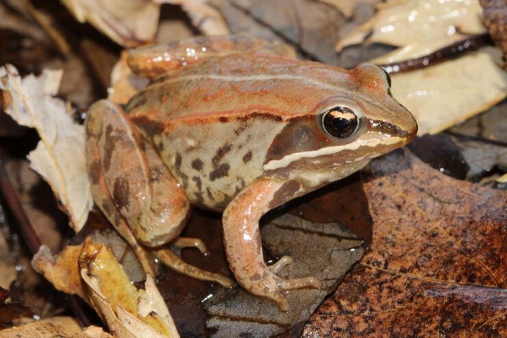 Wood Frog - Rana Sylvatica - Boreal Forest