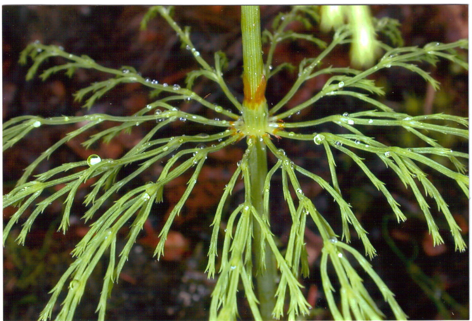 Woodland Horsetail "Wood Horsetail" Equisetum Sylvaticum Boreal Forest