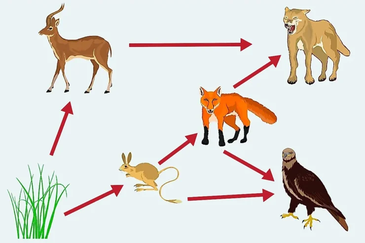 Taiga Food Web: Interconnected Relationships between Flora and Fauna