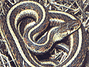 Eastern Garter Snake