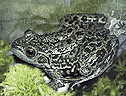 Mink Frog
