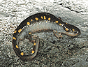 Yellow-spotted Salamander