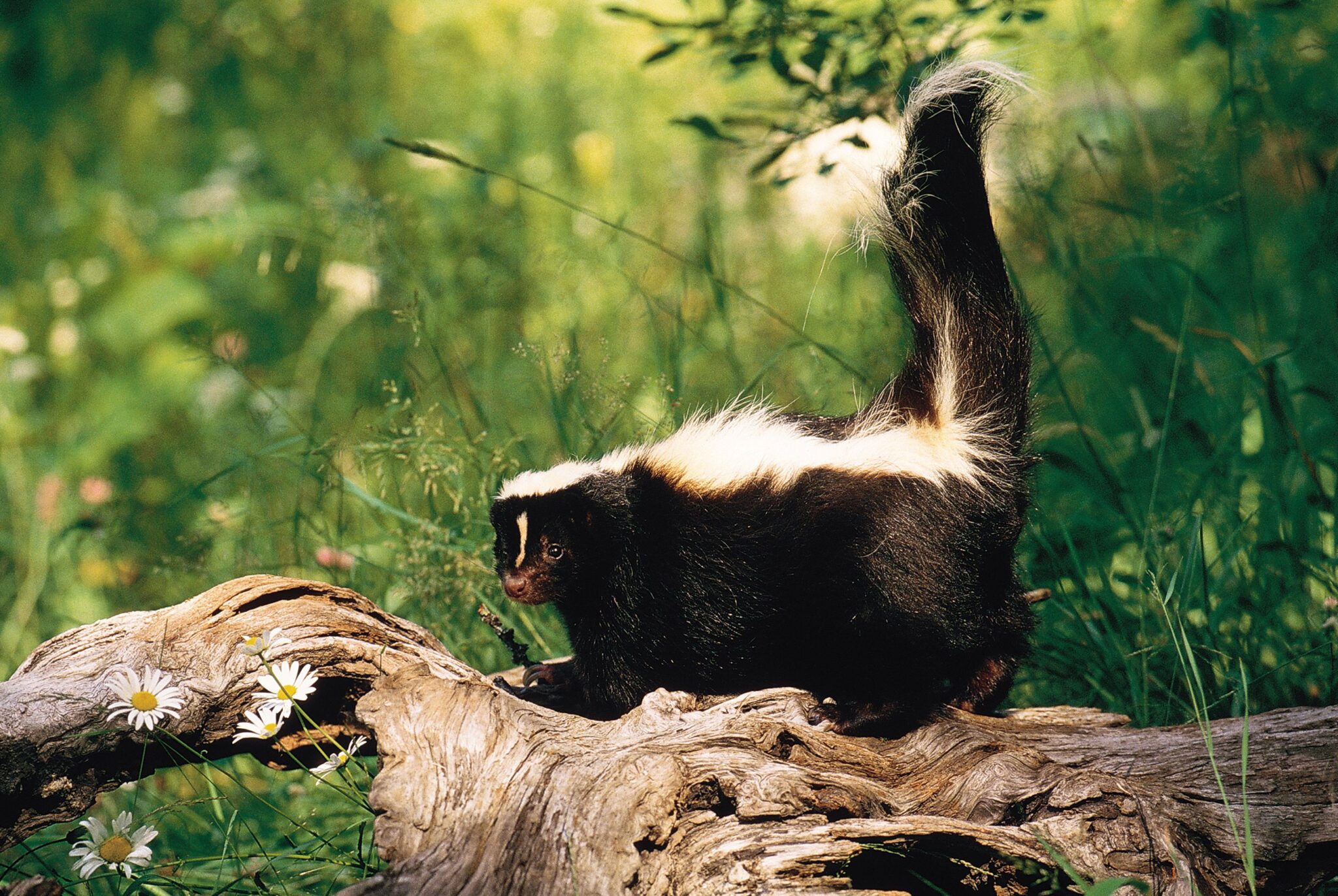 How to Get a Skunk Out from Under Your House Tips for Safe and Odor
