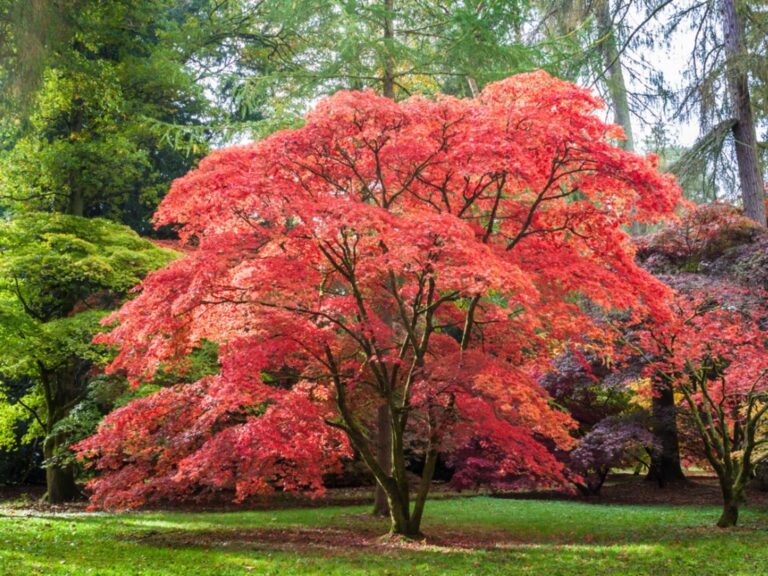 Nourishing Elegance Japanese Maple Fertilizer Essentials Boreal Forest