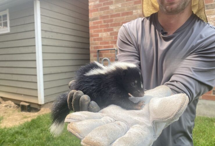 How to Get a Skunk Out from Under Your House Tips for Safe and Odor