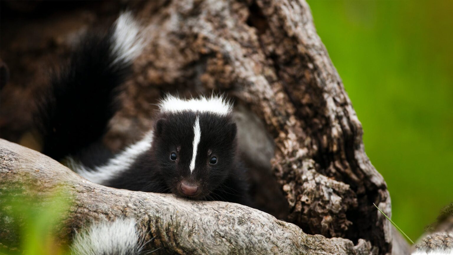 How to Get a Skunk Out from Under Your House Tips for Safe and Odor