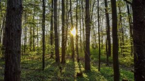 Harvesting Forests Responsibly A Deep Dive Into Selective Cutting - evpzxmx